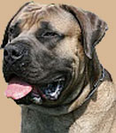 Boerboel