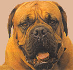 Dogue Bordeaux